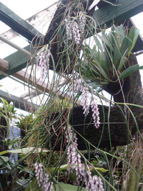 plantitas029.jpg