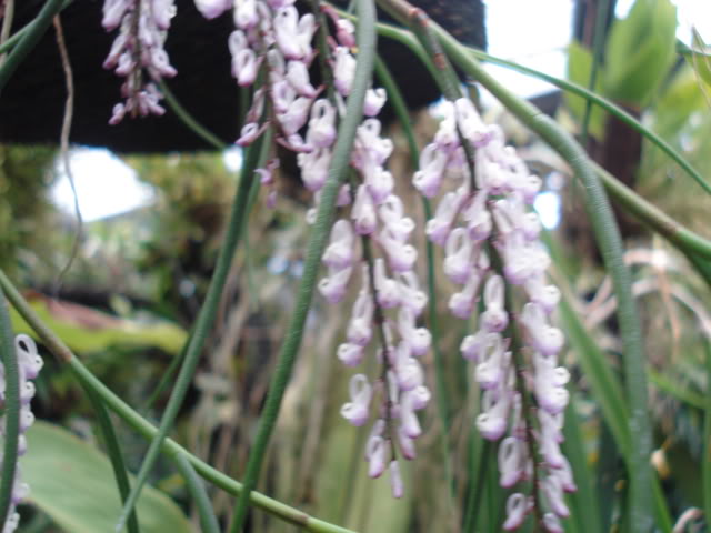 plantitas030.jpg