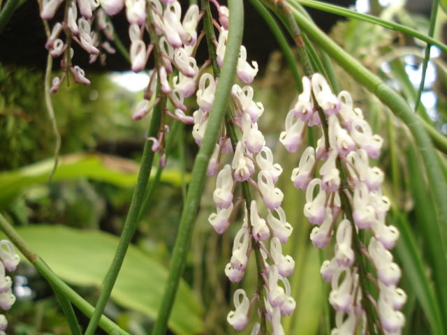 plantitas031.jpg