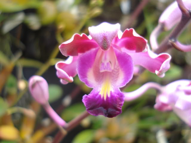 plantitas032.jpg