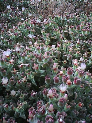 plantitas_1.JPG