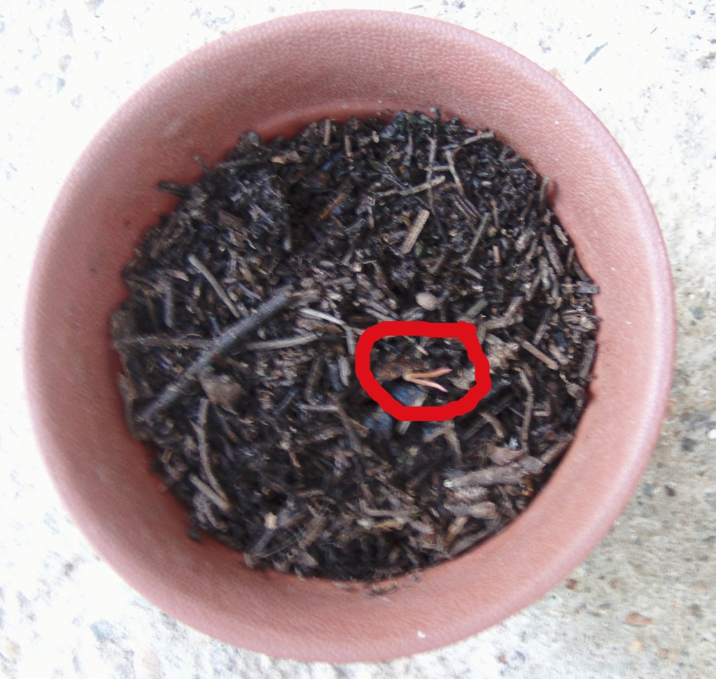 plantnmaihueniapatagnica.jpg
