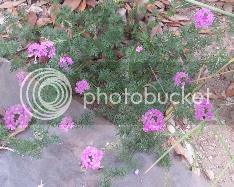 plantnoid_zps3d345083.jpg