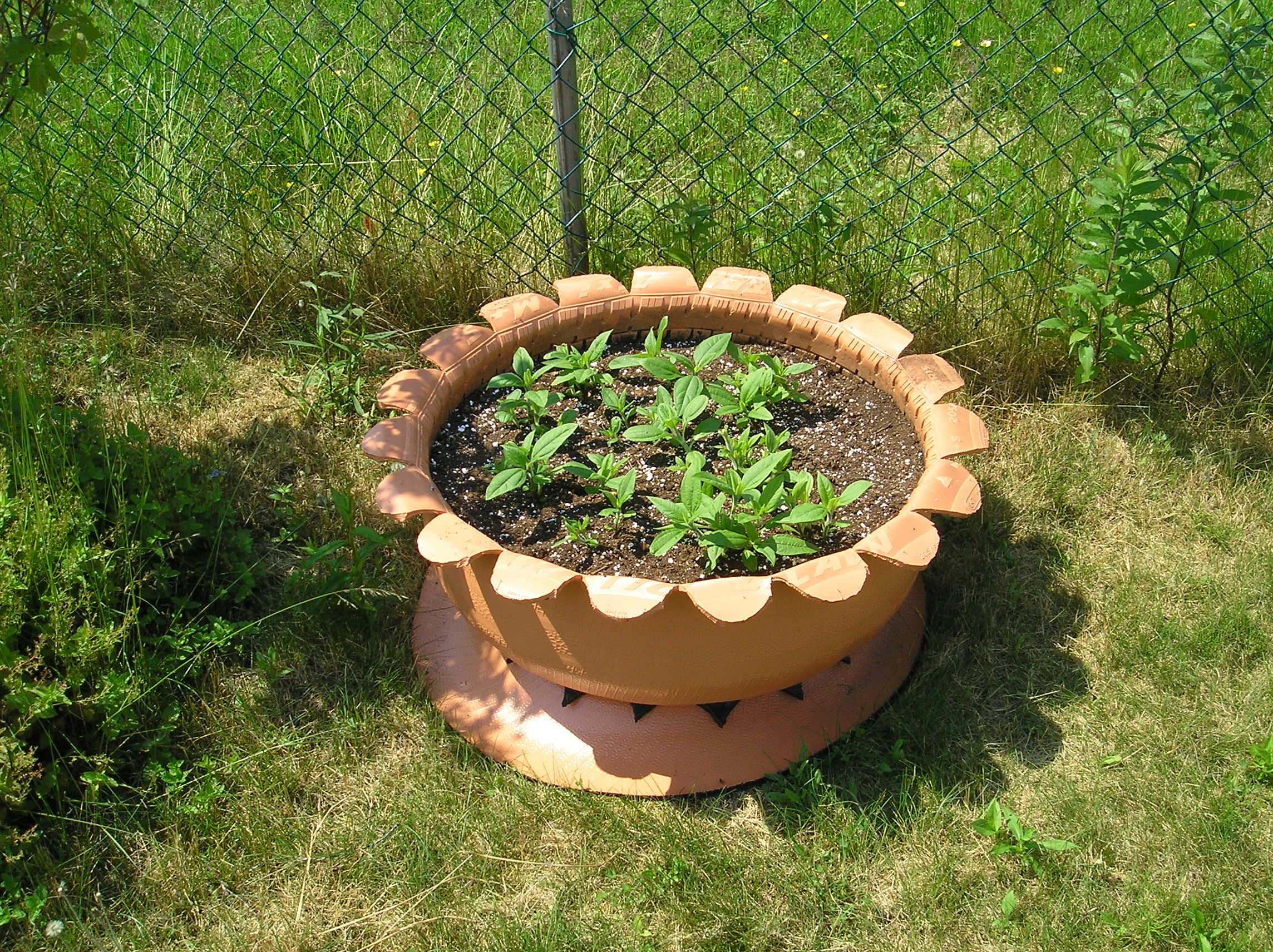 plants-006.jpg