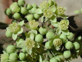 plants-trichiliahavanensis__2.jpg