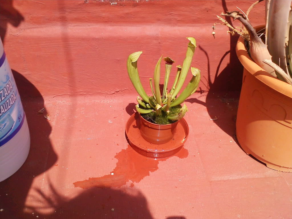 plantucha1.jpg