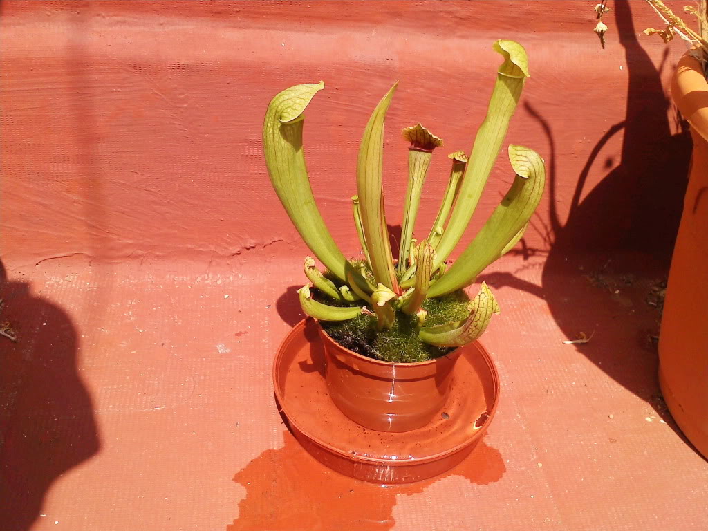 plantucha2.jpg