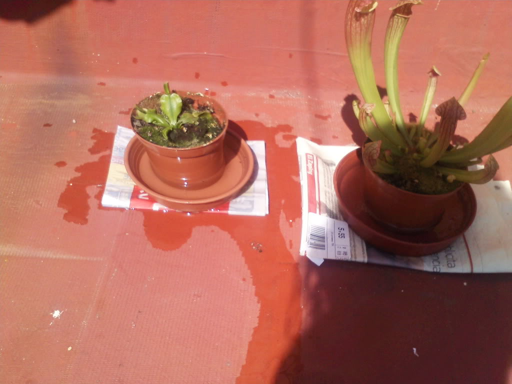 Plantucha21.jpg