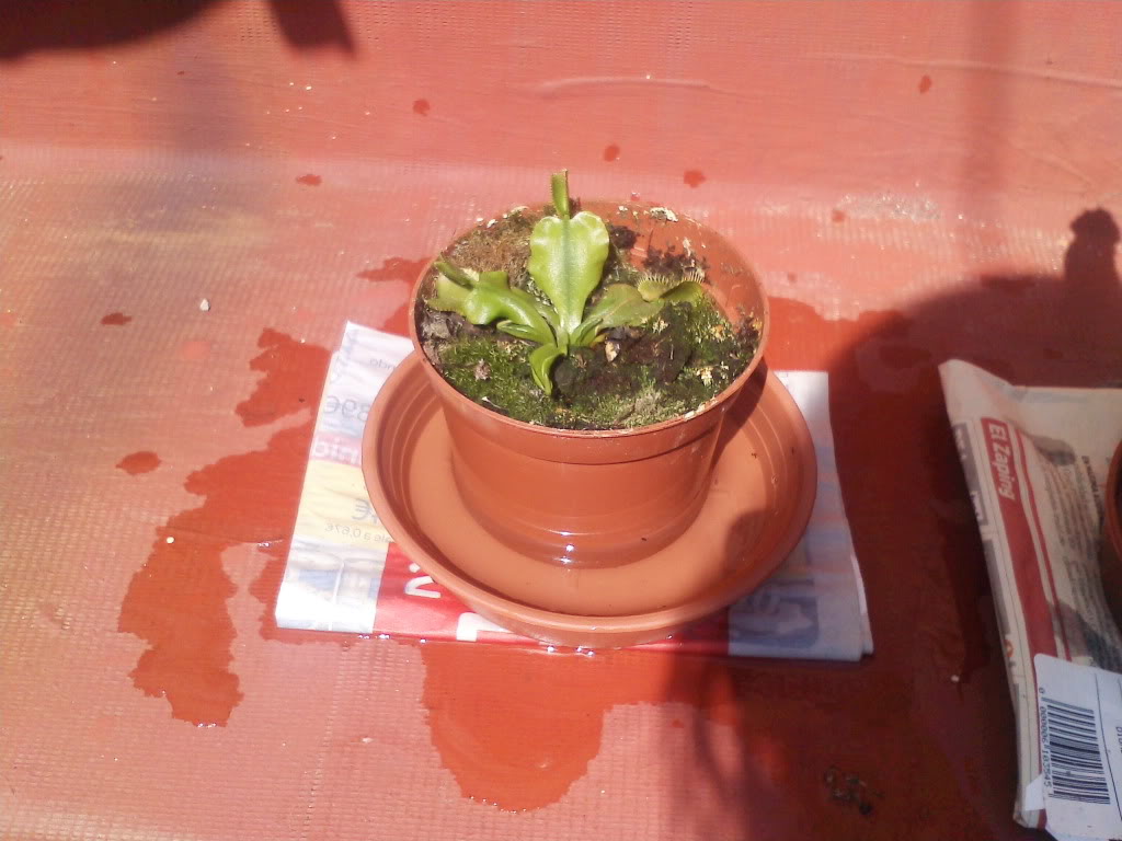 Plantucha22.jpg