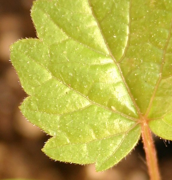 plantula02.jpg