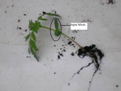 plantula_fuera_de_tierra_de_Tagete_13-06-06.JPG