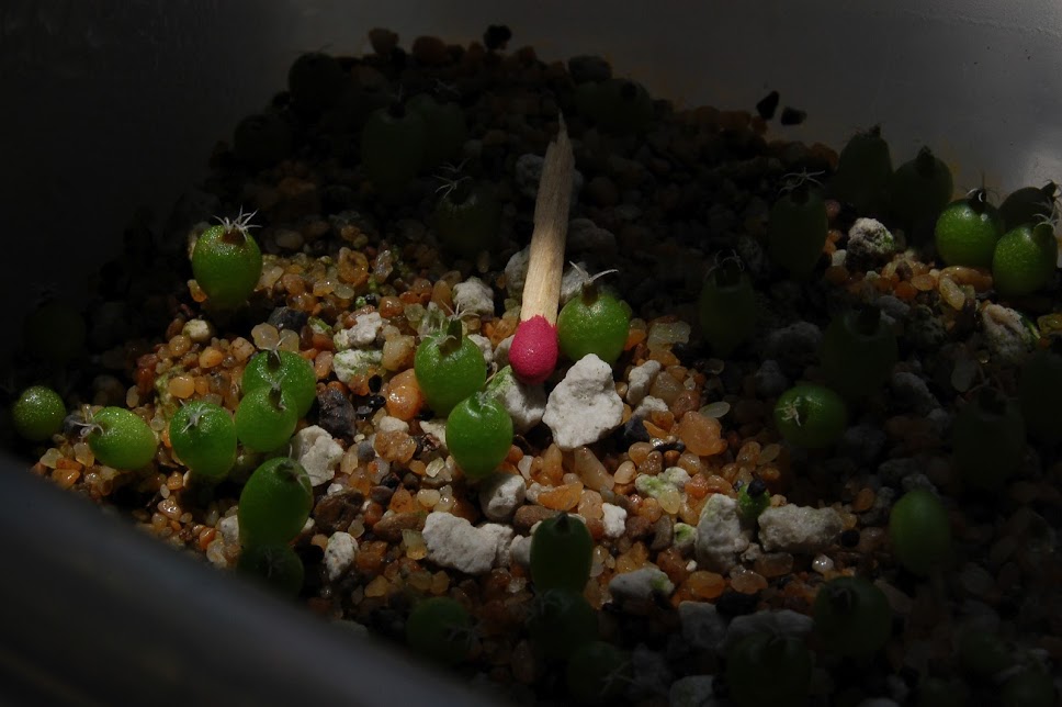 plantulas-2.jpg