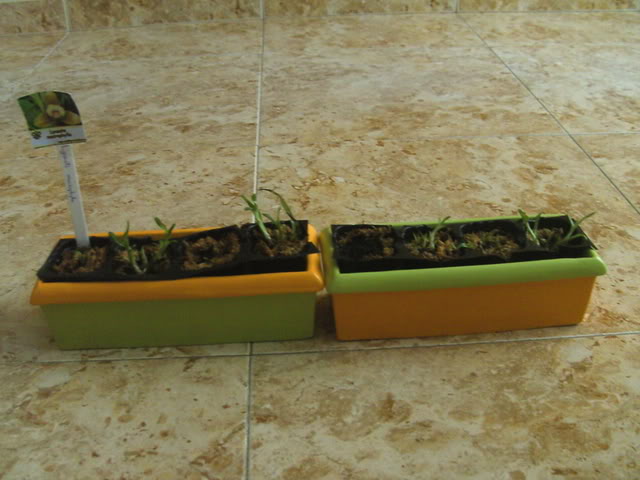 plantulas001.jpg