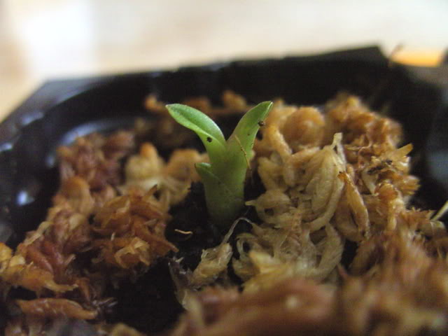 plantulas005.jpg