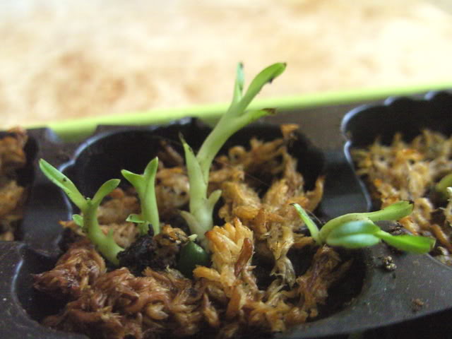 plantulas007.jpg