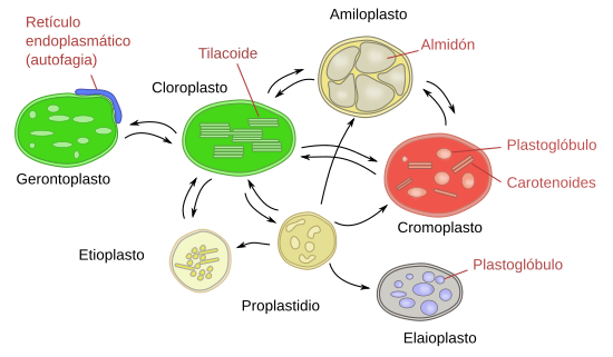 plastos.png