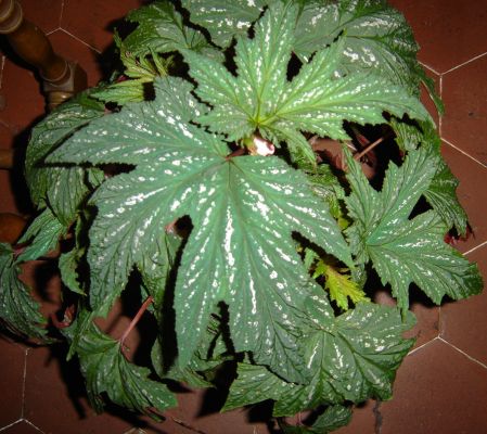 platanifolia-2.jpg