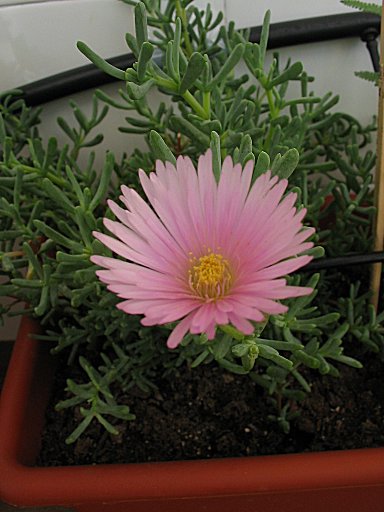 Platanitos%20rosa.jpg