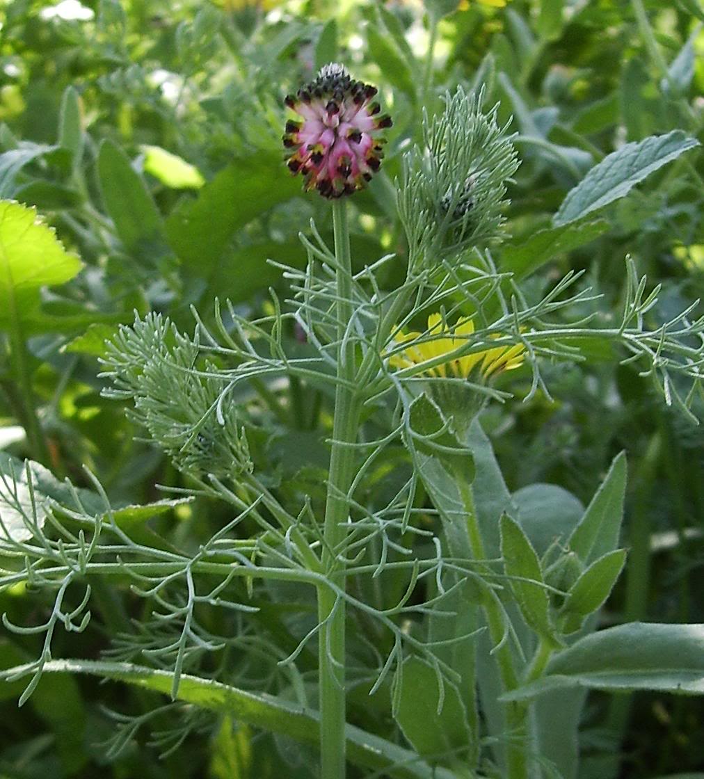 PlatycapnosspicataFumariaceae.jpg