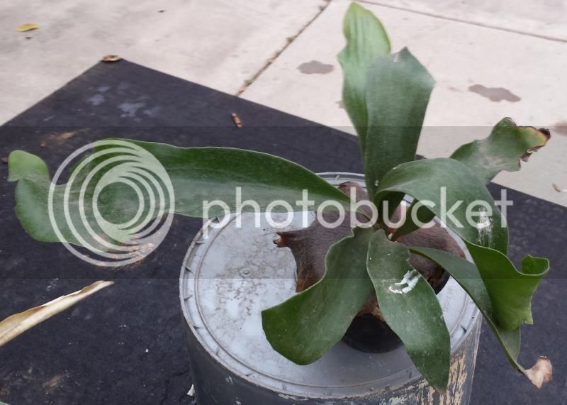 platycerium1_zpsda01c10c.jpg