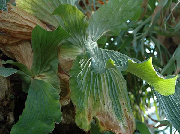platycerium_angolense.jpg