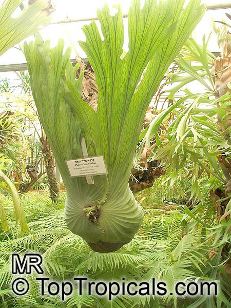 Platycerium_wandae662.jpg