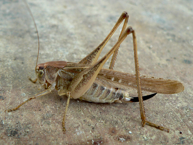 platycleis1_04-vi.jpg