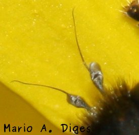 Platynochaetus%20setosus%20hembra%20antenas%204.jpg