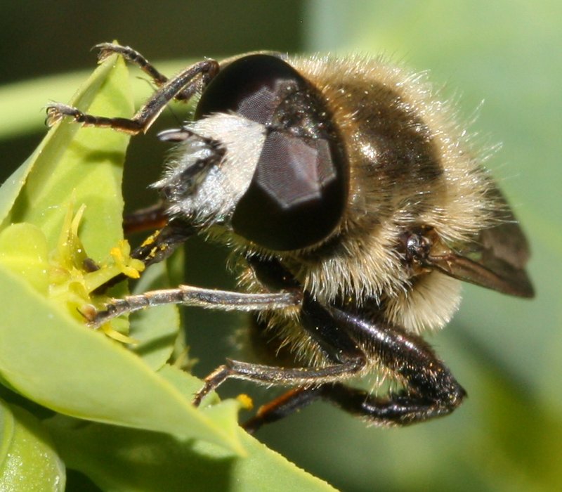 Platynochaetus%20setosus%20hembra%20frontal.jpg