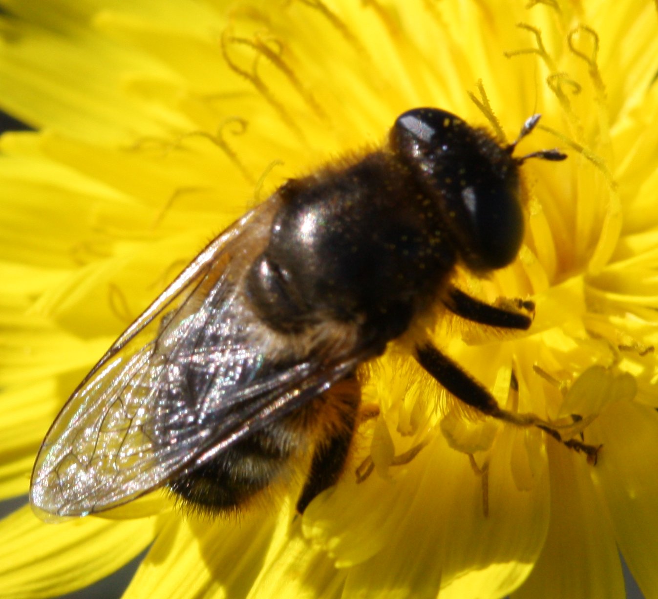 Platynochaetus%20setosus%20hembra%20yellow.jpg
