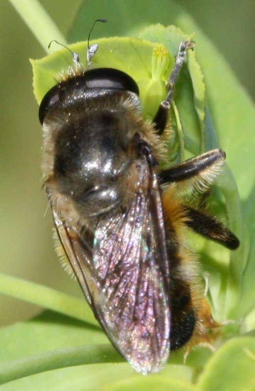 Platynochaetus%20setosus%20macho%203.jpg