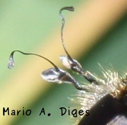 Platynochaetus%20setosus%20macho%20antenas%204.jpg