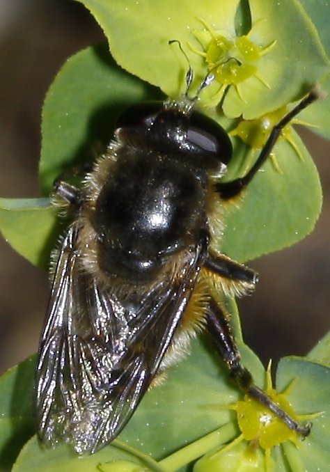 Platynochaetus%20setosus%20macho_2048.jpg