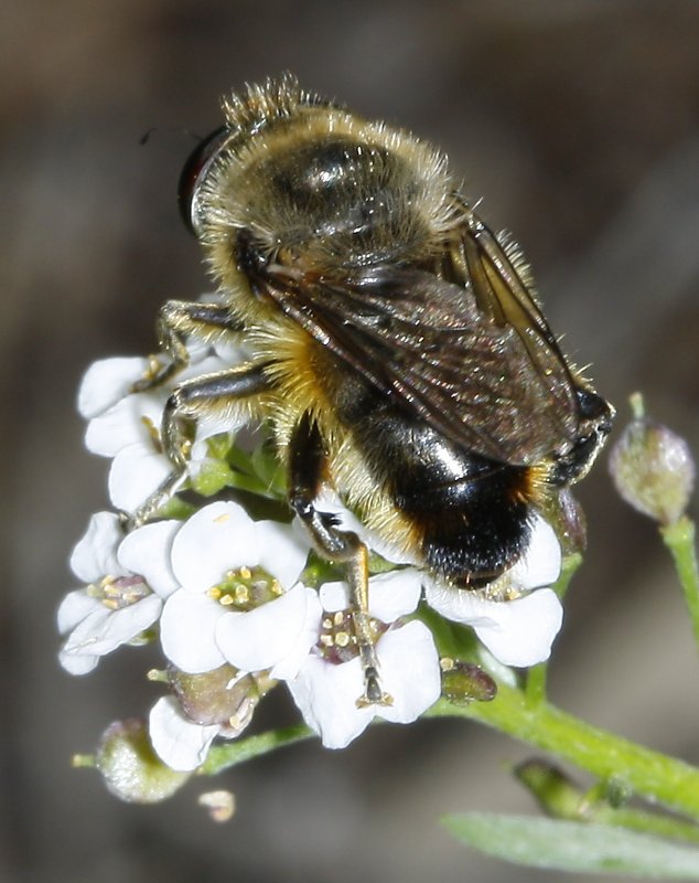 Platynochaetus%20setosus%20macho_2055.jpg