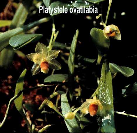 platyobovata.jpg