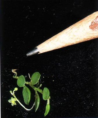 Platystele minimiflora.JPG
