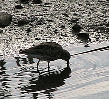 Playaundi0012.JPG
