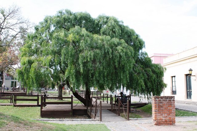 plaza-mayor-Colonia.jpg