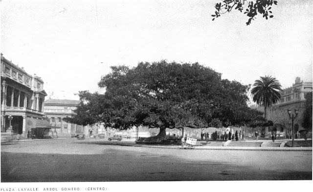 PlazaLavalleArbolGomero.jpg