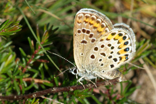 Plebejus_argus_-3.jpg