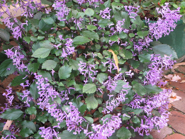Plectranthus+%27Mona+Lavender%27+10.JPG