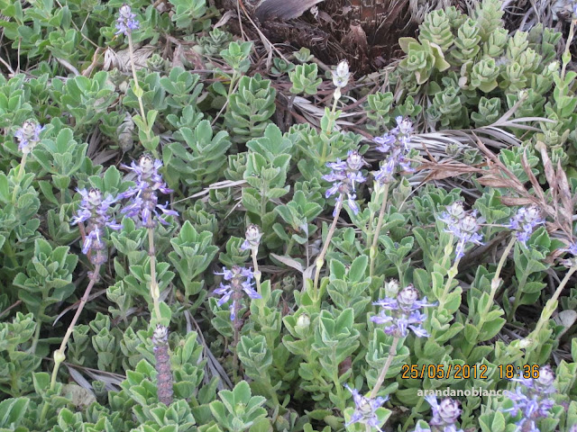plectranthus+amboinicus+hojas+y+flores+0+r.jpg