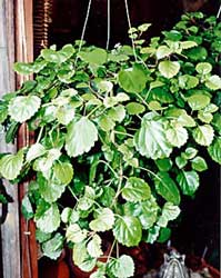 plectranthus-australis.jpg
