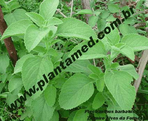 Plectranthus-barbatus.jpg