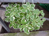 plectranthus+madagascariensis+(7).jpg