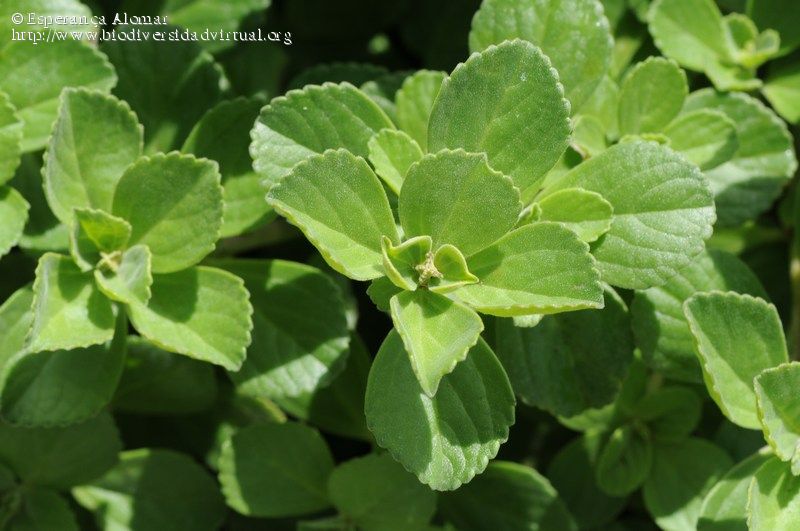 Plectranthus-neochilus-2-2-199140.jpg