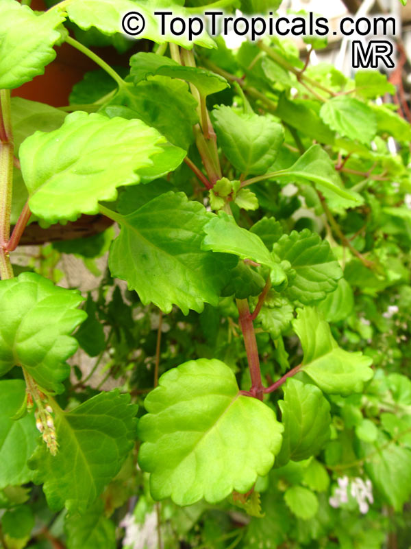 plectranthus_australis014.jpg