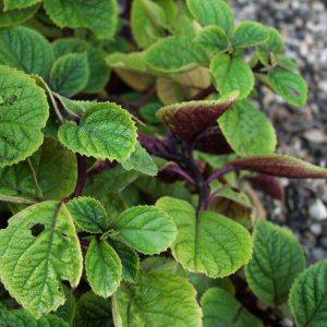 Plectranthus_ciliatus_Drege1.JPG