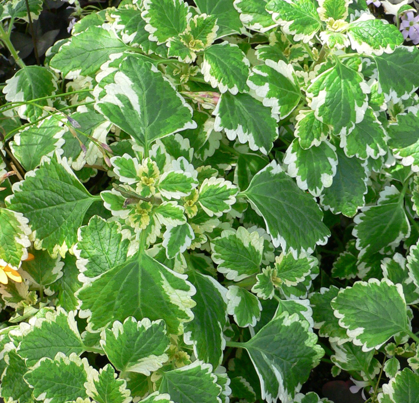 Plectranthus_madagascariensis_var_madagascariensis_1.jpg