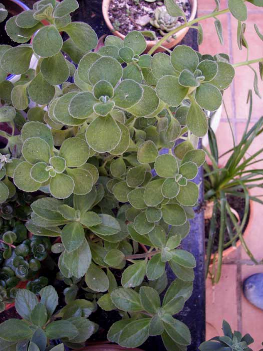 plectranthusamboinicus.jpg